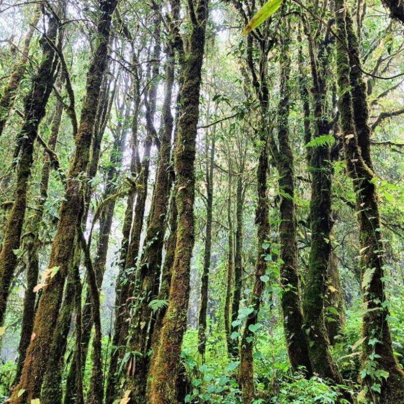 chiang-mai-doi-inthanon-national-park-waterfall-day-tour