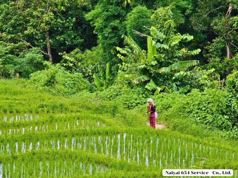 Chiang Mai: Doi Inthanon One-Day Tour with a Private Driver - Overview of the Doi Inthanon Experience