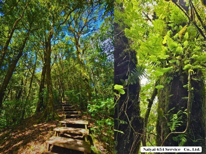 Chiang Mai: Doi Inthanon One-Day Tour with a Private Driver - Why This Tour Works