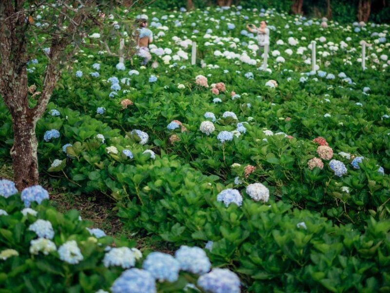 Chiang Mai: Doi Inthanon Park and Pha Dok Siew Trail Trek - Final Thoughts: Who Will Love This Tour?