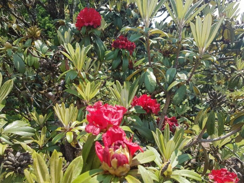 Chiang Mai: Doi Inthanon Park Day Trip with Kiw Mae Pan Hike - Final Thoughts: Who Is This Tour Best For?