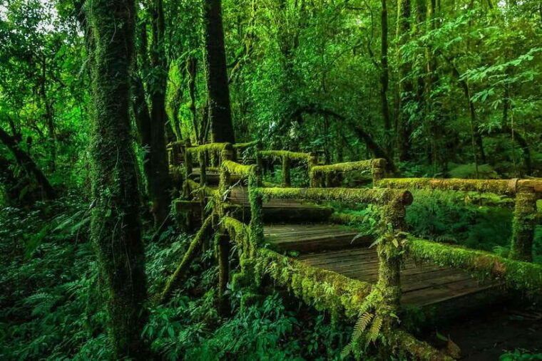 chiang-mai-doi-inthanon-park-tour-kew-mae-pan-trail-hike