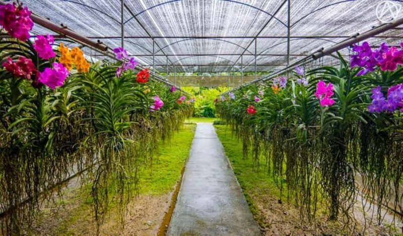 Chiang Mai: Doi Suthep, Orchid Farm and Waterfall with Lunch - Key Points