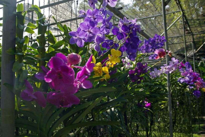 chiang-mai-doi-suthep-orchid-farm-and-waterfall-with-lunch