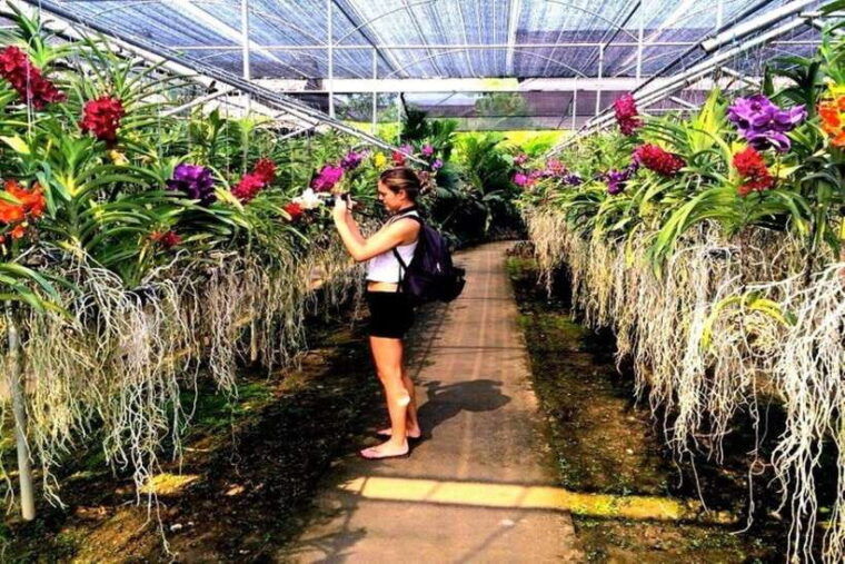 chiang-mai-doi-suthep-orchid-farm-and-waterfall-with-lunch