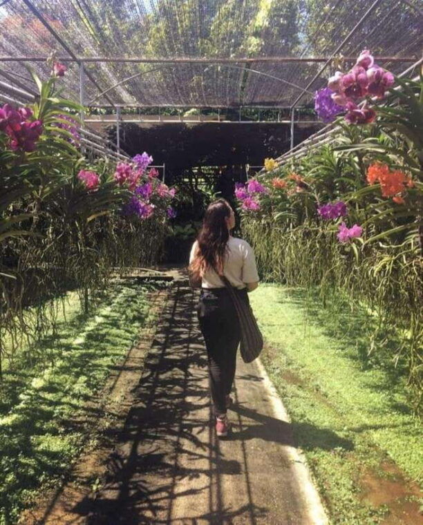 chiang-mai-doi-suthep-orchid-farm-and-waterfall-with-lunch