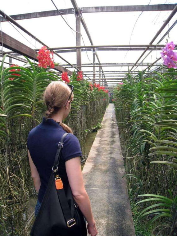 chiang-mai-doi-suthep-orchid-farm-and-waterfall-with-lunch
