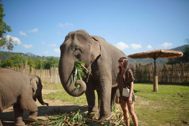 Chiang Mai: Elephant Care Mae Win&15 Ziplines-Tribe-Coffee - What Makes This Tour Valuable?