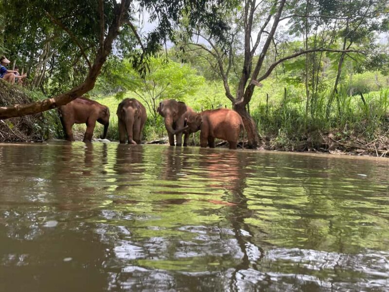 Chiang Mai: Elephant Dream Project Sanctuary - Full Day - Introduction