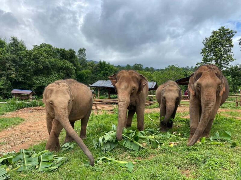 Chiang Mai: Elephant Dream Project Sanctuary - Full Day - Key Points