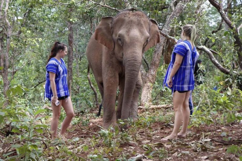 Chiang Mai: Elephant Dream Project Sanctuary - Full Day - What Makes This Tour Stand Out?