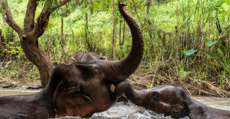 Chiang Mai: Elephant Dream Project Sanctuary - Full Day - Practical Details & Value