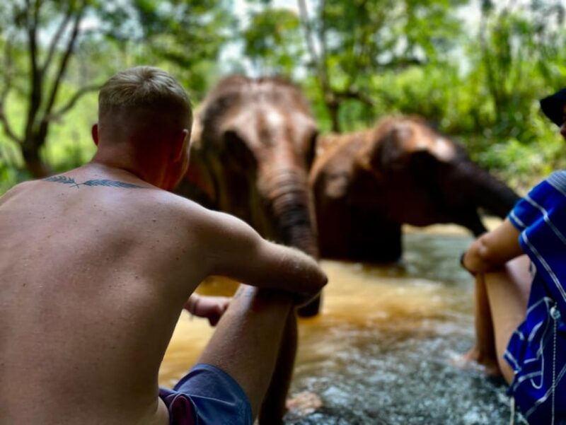 chiang-mai-elephant-dream-project-sanctuary-half-day