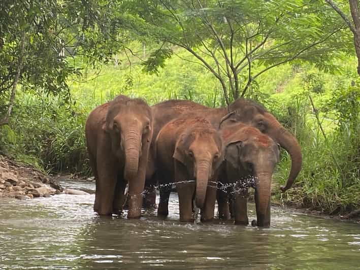 chiang-mai-elephant-dream-project-sanctuary-half-day