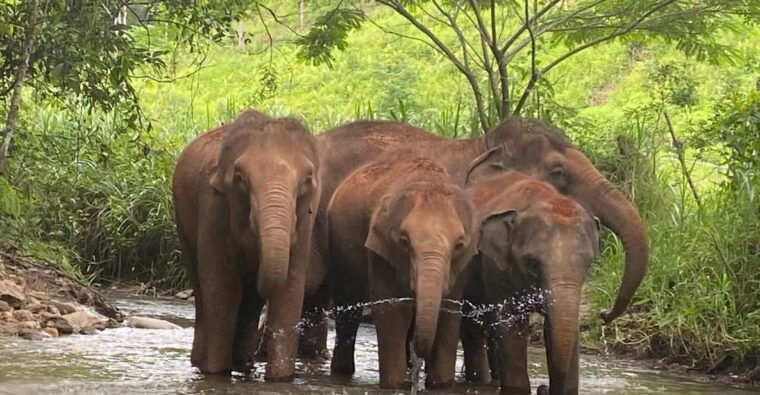 chiang-mai-elephant-dream-project-sanctuary-half-day