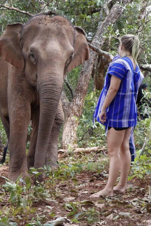 chiang-mai-elephant-dream-project-sanctuary-half-day