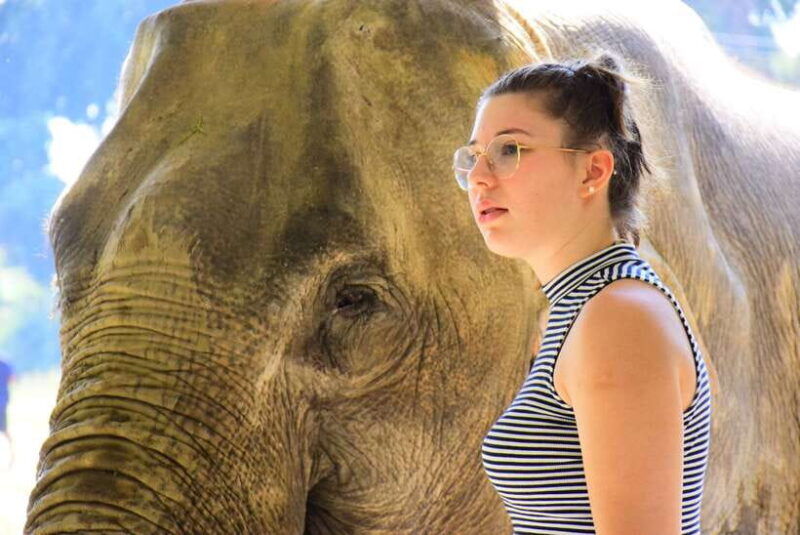 chiang-mai-elephant-feeding-experience