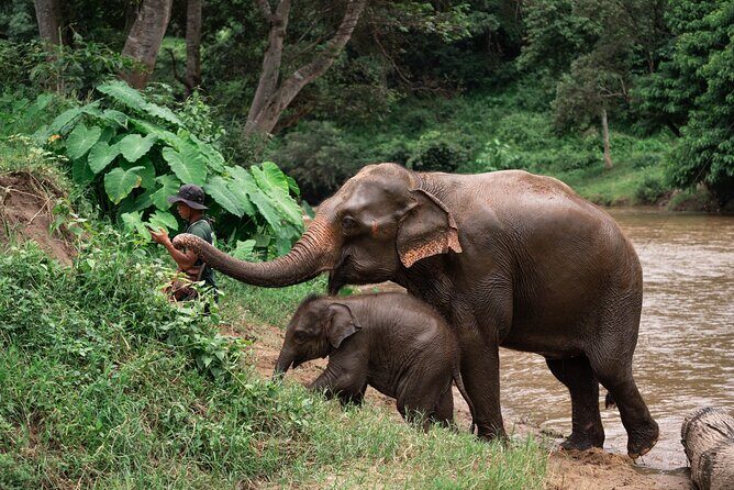 Chiang Mai Elephant Sanctuary, Bamboo Rafting and Waterfall Tour - Introduction: What to Expect from the Chiang Mai Elephant Sanctuary, Bamboo Rafting, and Waterfall Tour