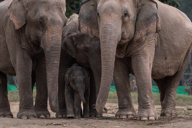 Chiang Mai Elephant Sanctuary, Bamboo Rafting and Waterfall Tour - Practical Considerations: Transportation, Duration, and Cost