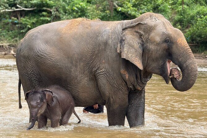 Chiang Mai Elephant Sanctuary, Bamboo Rafting and Waterfall Tour - The Sum Up: Is This Tour Right for You?