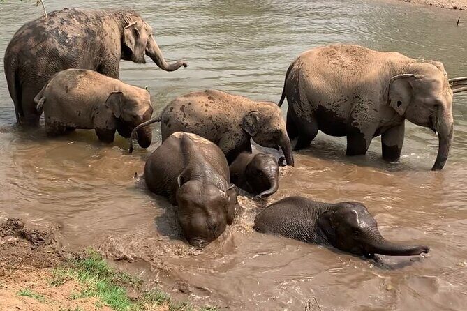 Chiang Mai Elephant Sanctuary, Bamboo Rafting and Waterfall Tour - FAQs