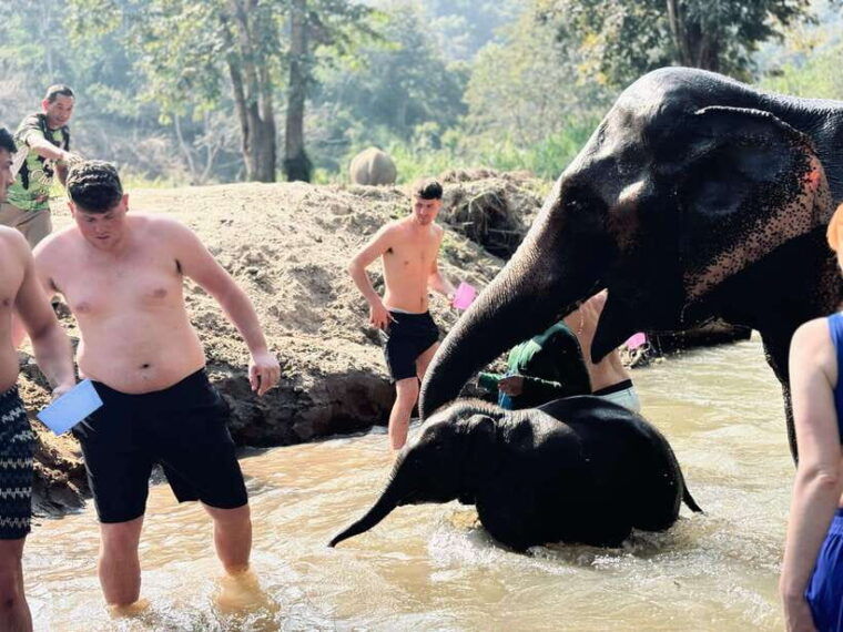 chiang-mai-elephant-sanctuary-feeding-program-half-day-tour