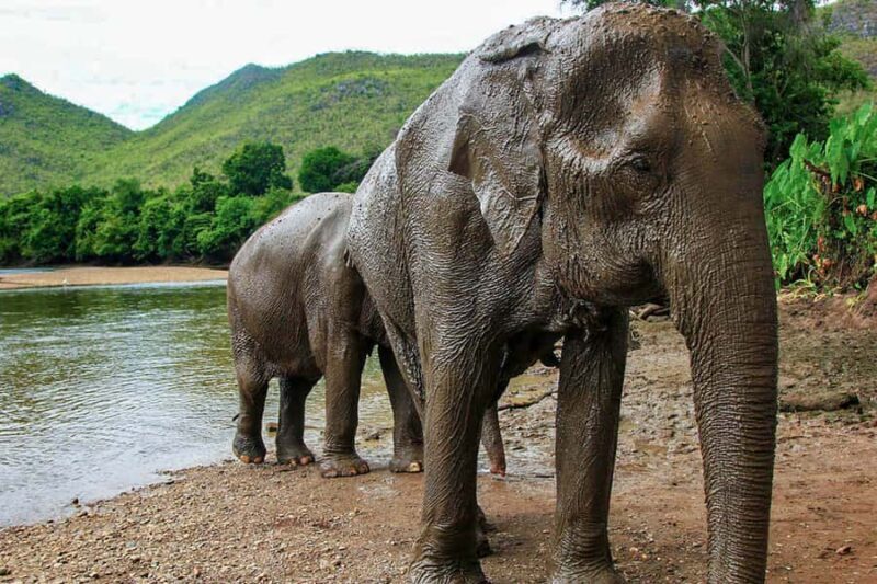 Chiang Mai: Elephant Sanctuary Guided Tour in Spanish - The Sum Up