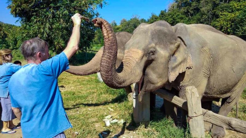 Chiang Mai: Elephant Sanctuary Guided Tour in Spanish - FAQ