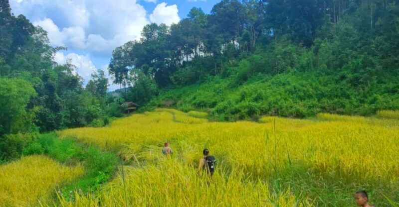 Chiang Mai: Elephant Sanctuary & Jungle Trek w/ Waterfall - Practical Details & Tips