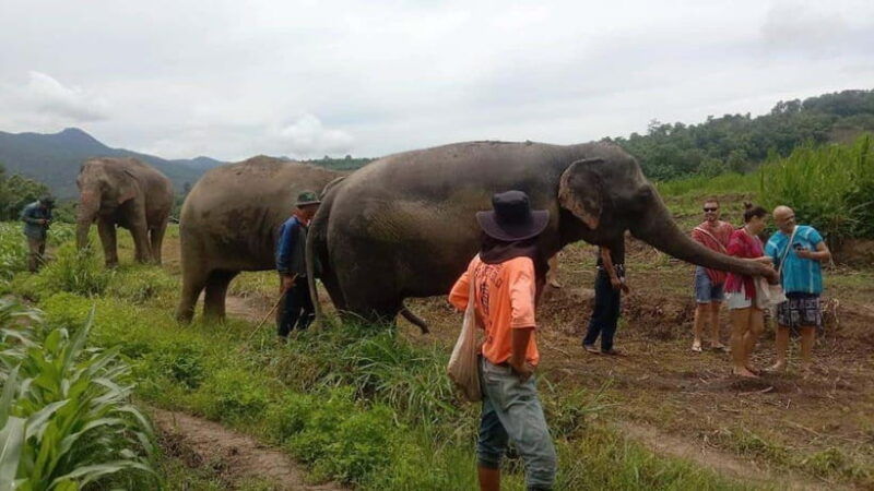 chiang-mai-elephant-sanctuary-local-hill-tribe-caretakers