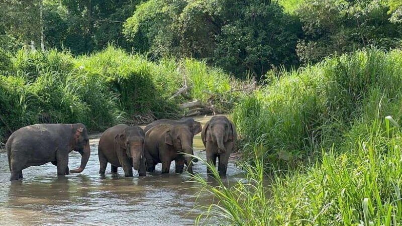 chiang-mai-elephant-sanctuary-monk-trail-doi-suthep-tour