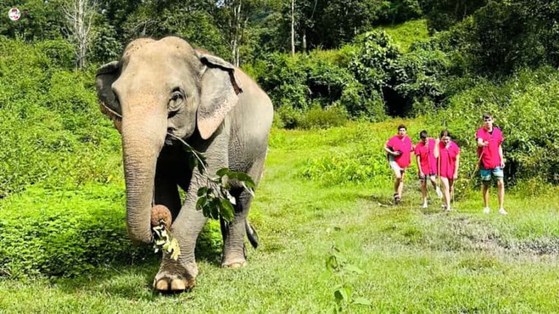 Chiang Mai: Elephant Sanctuary & Suthep Temple Sunrise View - The Experience: Detailed Breakdown