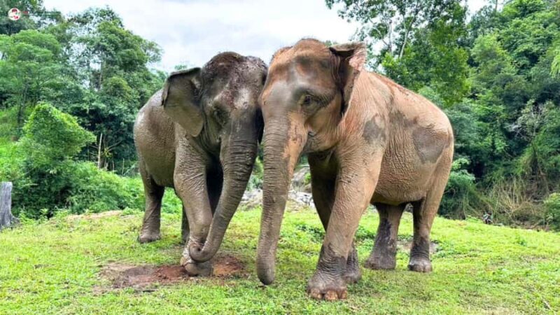 Chiang Mai: Elephant Sanctuary & Suthep Temple Sunrise View - Final Thoughts