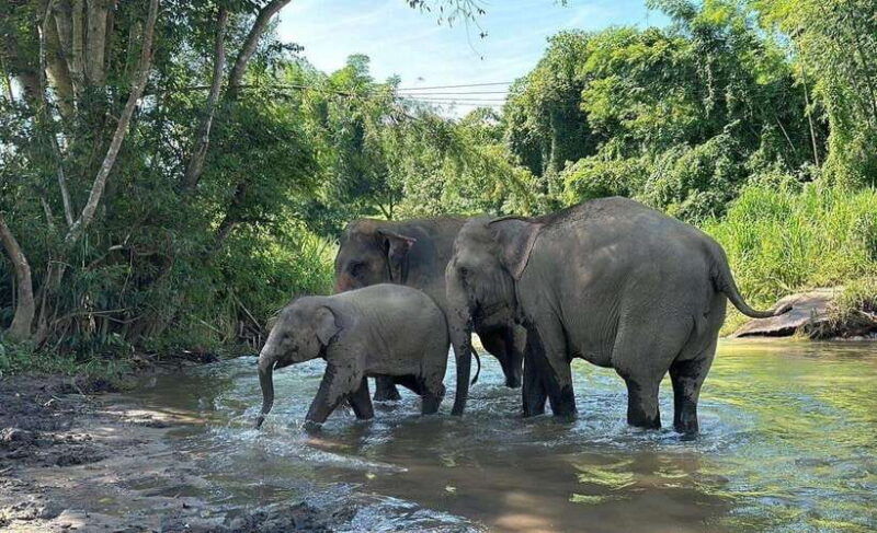 chiang-mai-elephant-sanctuary-waterfall-bamboo-rafting