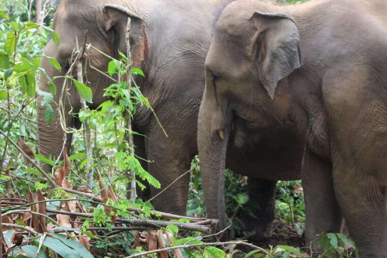 chiang-mai-elephant-village-sanctuary-jungle-adventure