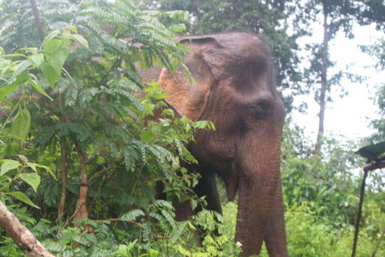 chiang-mai-elephant-village-sanctuary-jungle-adventure