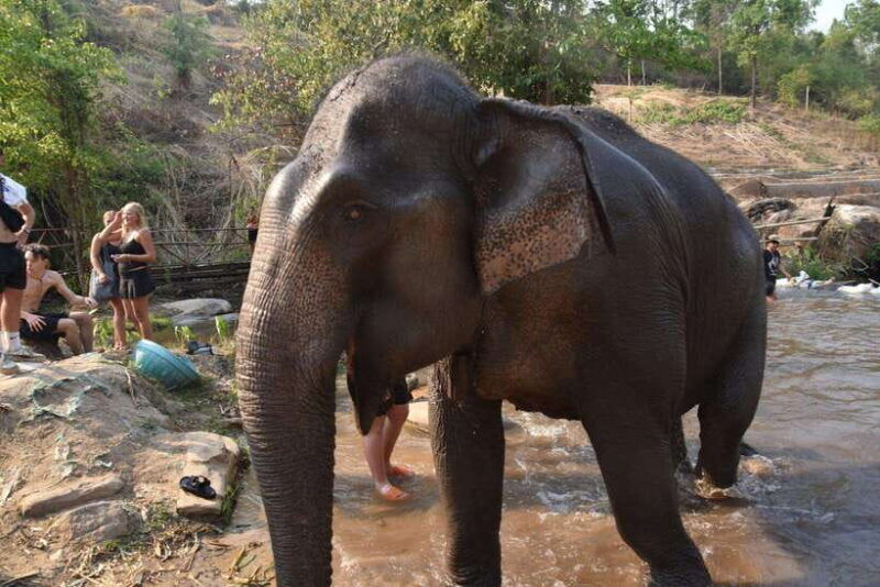 chiang-mai-elephant-village-sanctuary-visit-with-waterfall