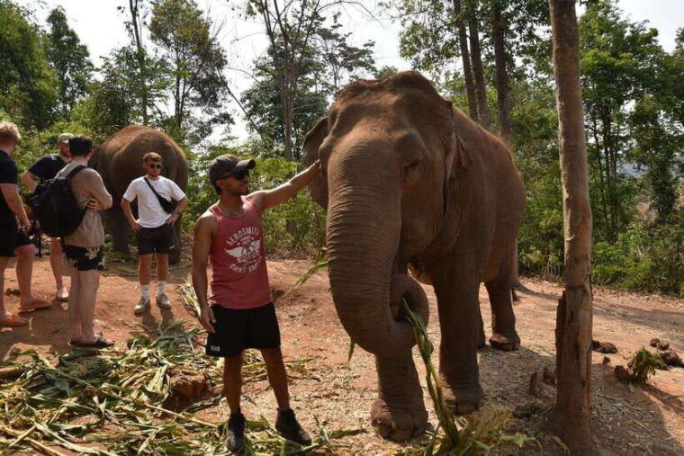 chiang-mai-elephant-village-sanctuary-visit-with-waterfall