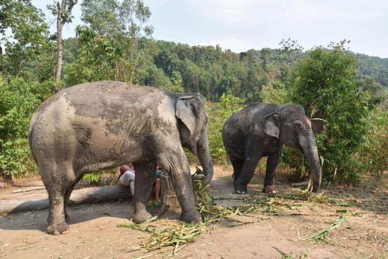 chiang-mai-elephant-village-sanctuary-visit-with-waterfall