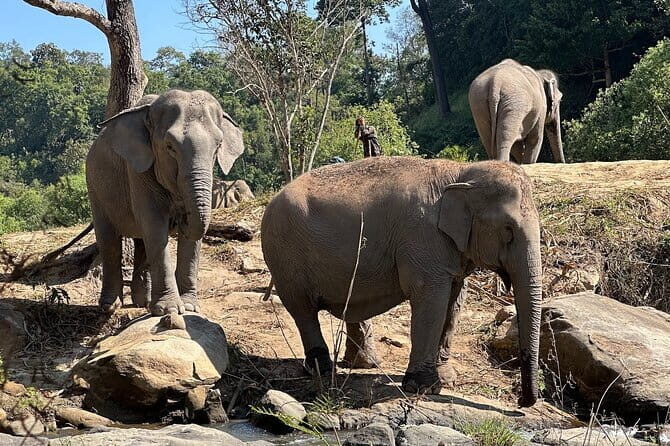 Chiang Mai Elephant Watch and Wang River Rafting - A Detailed Look at the Chiang Mai Elephant Watch and Wang River Rafting Tour