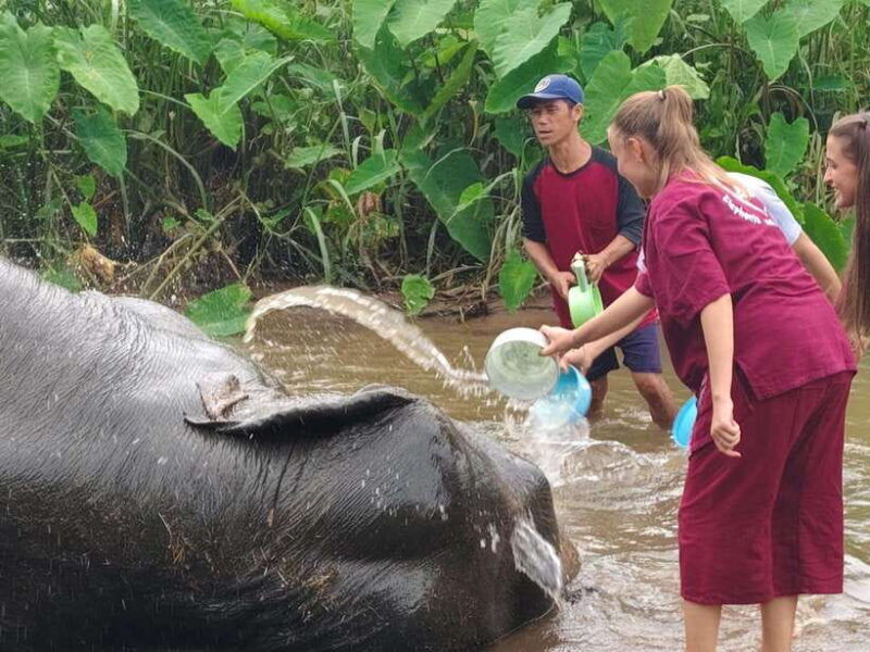 chiang-mai-elephants-sticky-waterfalls-market-and-temple