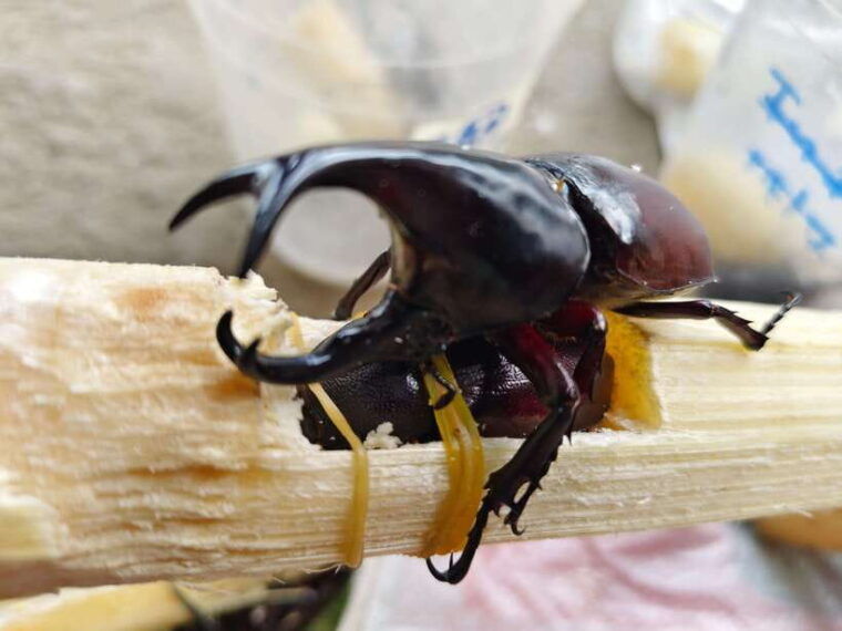 chiang-mai-elephants-sticky-waterfalls-market-and-temple