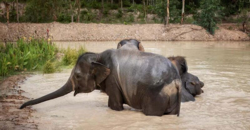 chiang-mai-ethical-elephant-encounter-feeding-program