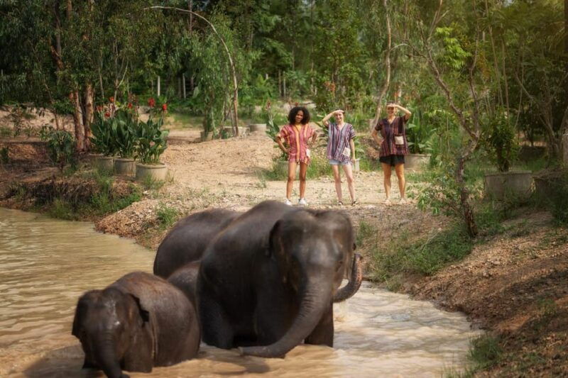 chiang-mai-ethical-elephant-encounter-feeding-program