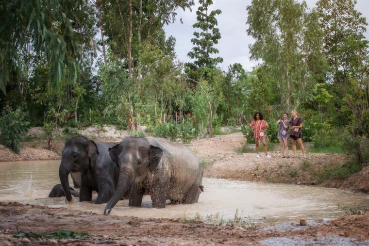chiang-mai-ethical-elephant-encounter-feeding-program