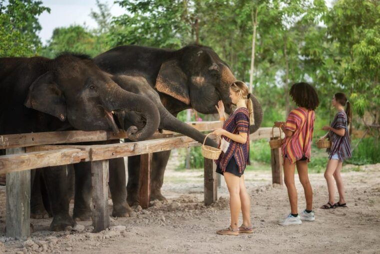chiang-mai-ethical-elephant-encounter-feeding-program
