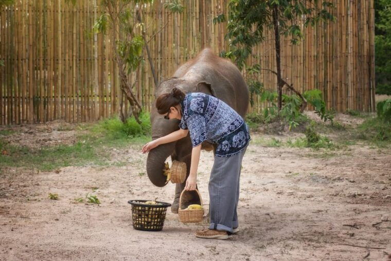 chiang-mai-ethical-elephant-encounter-feeding-program
