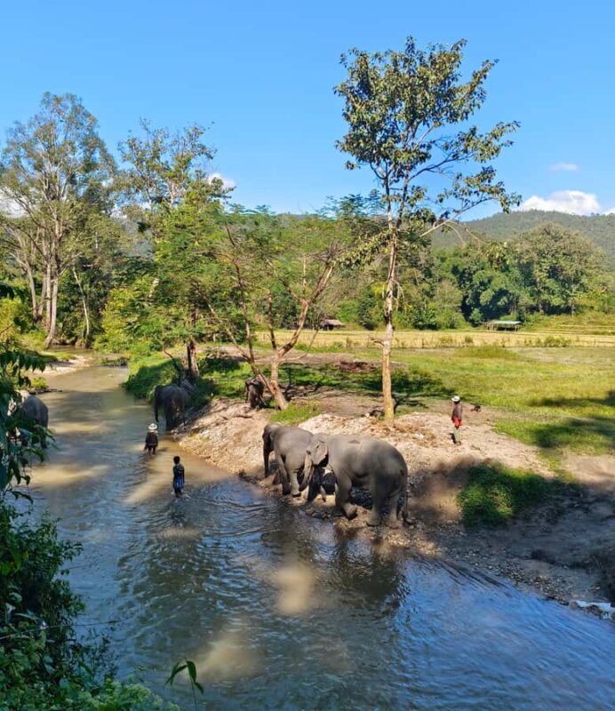 Chiang Mai Ethical Elephant Experience (Half Day) - Final Thoughts: Is It Worth It?