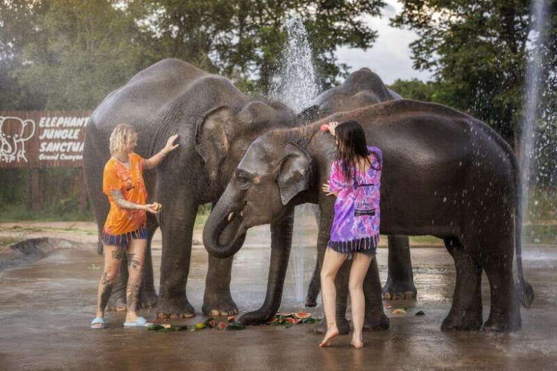 chiang-mai-ethical-elephant-feeding-shower-program