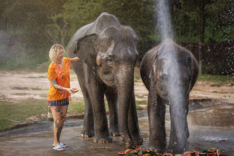 chiang-mai-ethical-elephant-feeding-shower-program